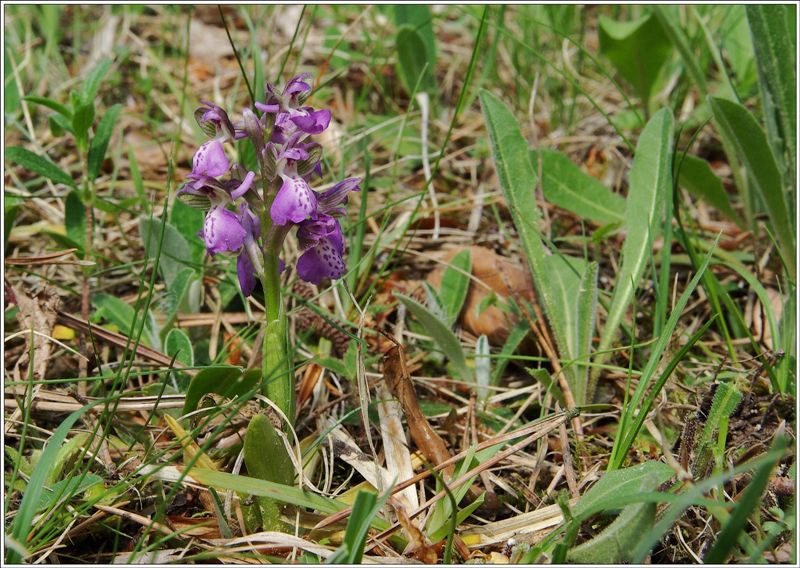 03_Vstavac kukacka (Orchis morio)