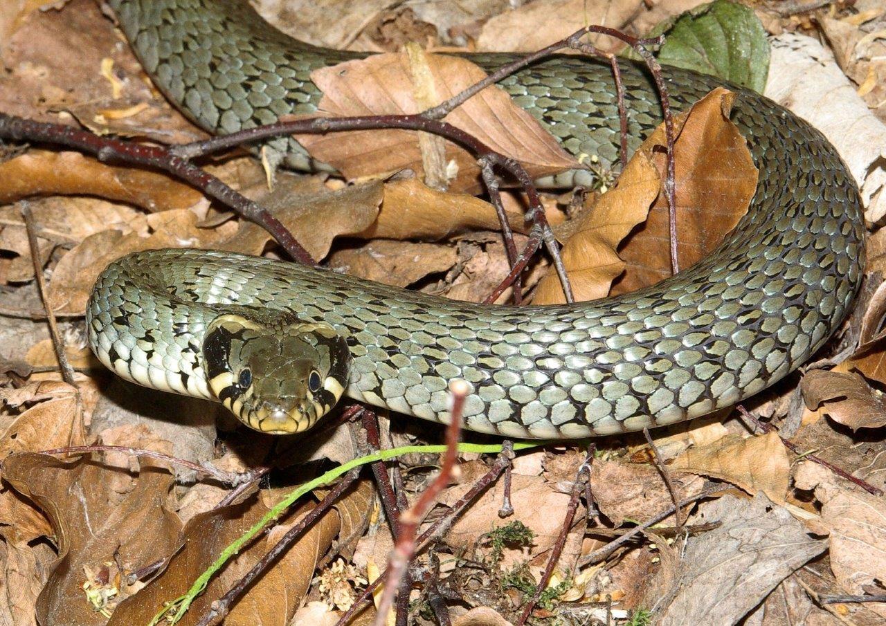 10_Uzovka obojkova (Natrix natrix)